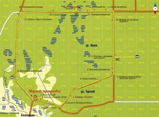 Лесные тайны